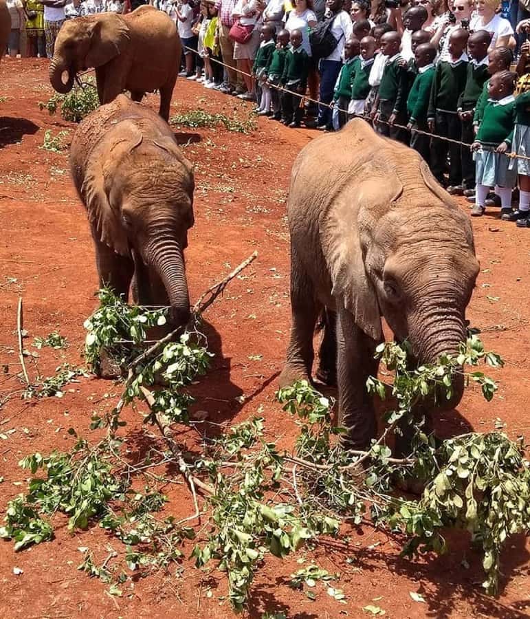 Nairobi:Giraffe Center, Baby Elephant and Beads factory Tour - What the $32 price really means