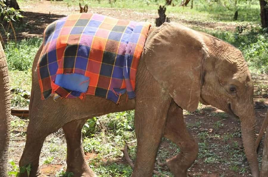 Nairobi:Giraffe Center, Baby Elephant and Beads factory Tour - Who will get the most from this outing