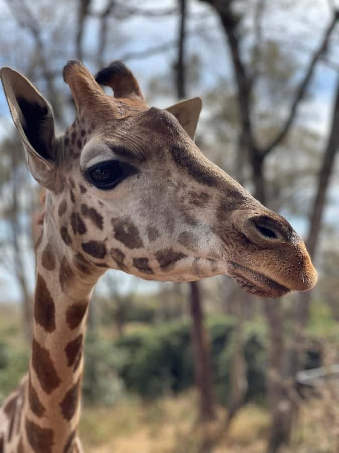 Nairobi:Giraffe Center, Baby Elephant and Beads factory Tour - Practical tips for a smoother visit