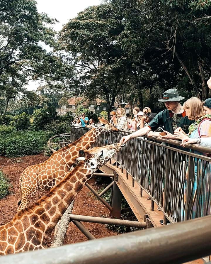 Nairobi: Giraffe Center, Elephant Orphanage, and Beads Tour - Why this Nairobi combination works