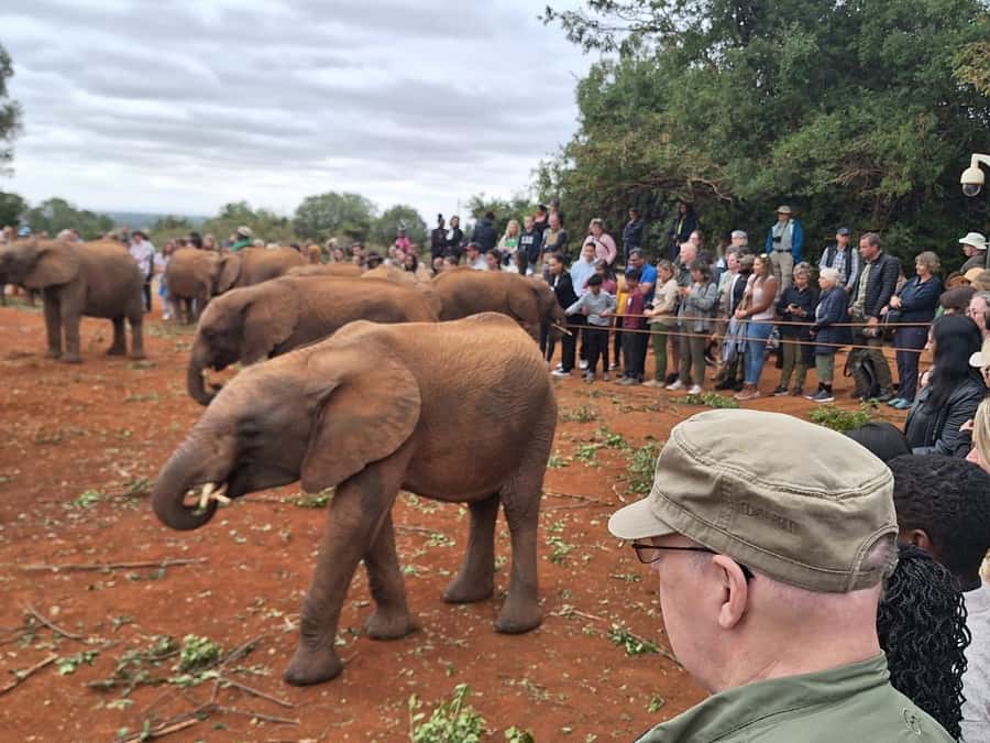 Nairobi: Giraffe Center, Elephant Orphanage, and Beads Tour - Understanding elephant rescue at the Sheldrick Wildlife Trust