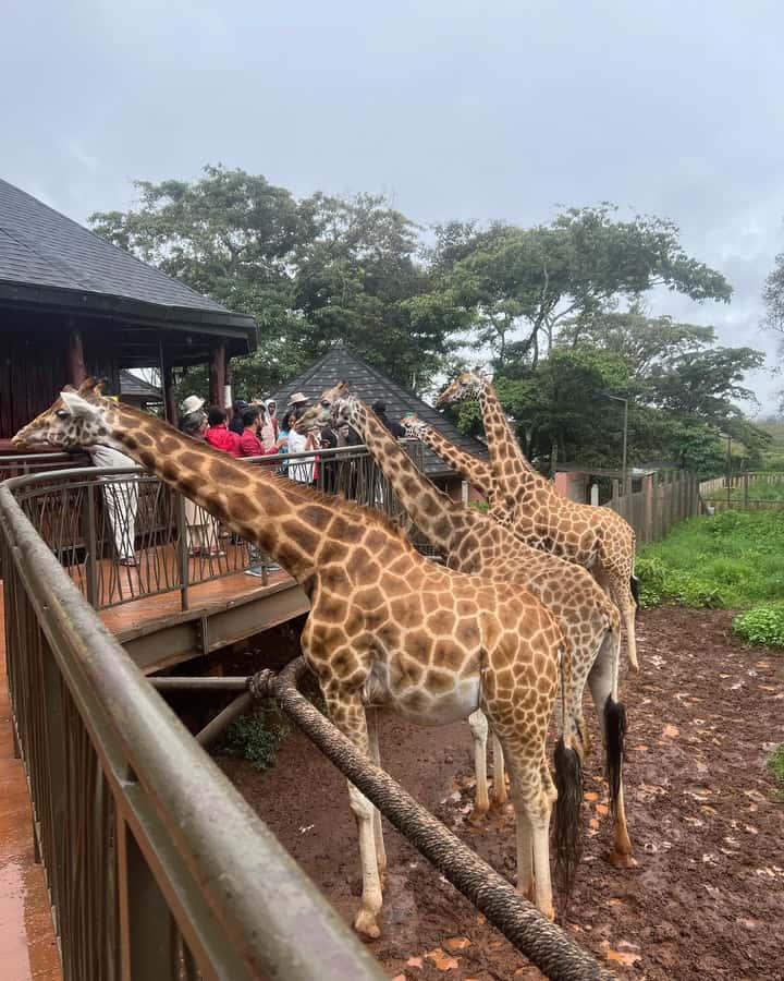 Nairobi: Giraffe Center, Elephant Orphanage, and Beads Tour - A quieter stop at Kobe Beads Factory
