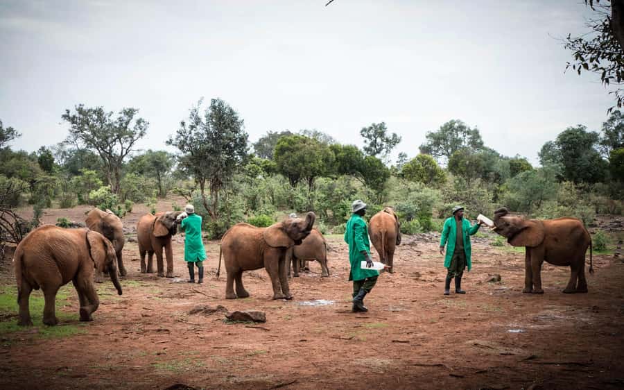 Nairobi: Giraffe Center, Elephant Orphanage, and Beads Tour - Transport, timing, and what five hours really means
