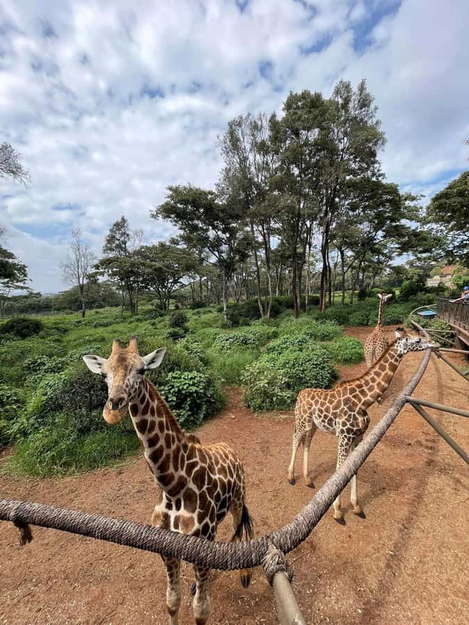 Nairobi: Giraffe Center, Elephant Orphanage, and Beads Tour - The real value at $28