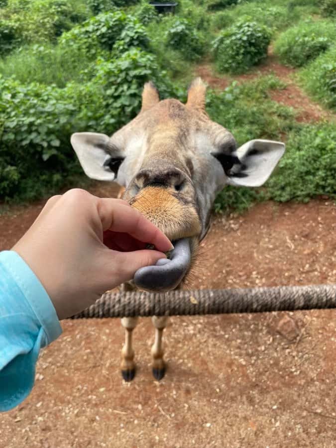 Nairobi: Giraffe Center, Elephant Orphanage, and Beads Tour - Who should book this half-day outing?