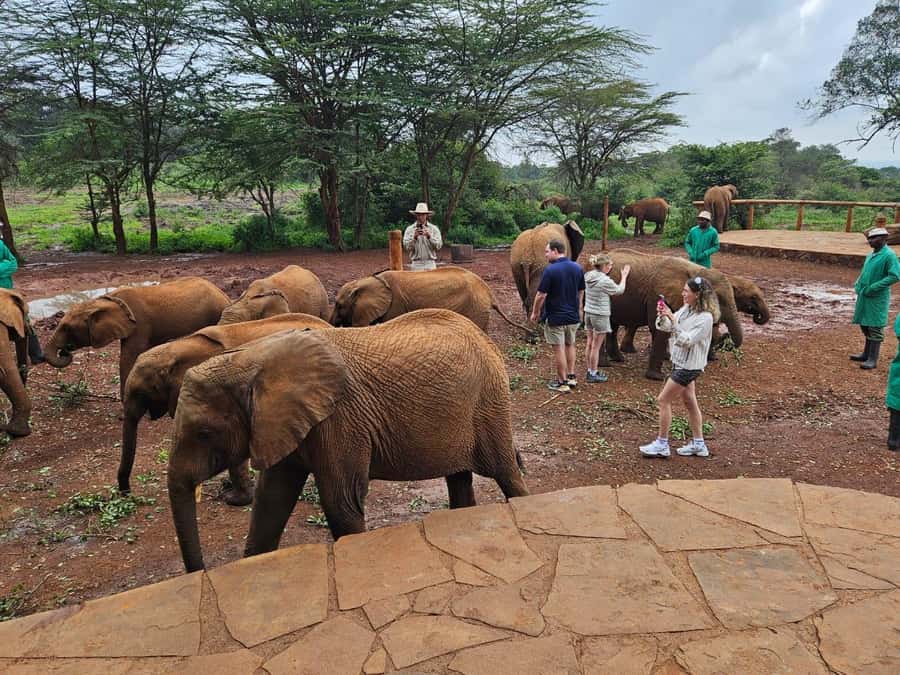 Nairobi: Giraffe Center, Elephant Orphanage, and Beads Tour - Getting close to giraffes at the Giraffe Centre
