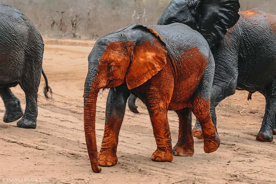 Nairobi: Giraffe Center, Elephant Orphanage and Bomas Tour - Who will get the most from this tour