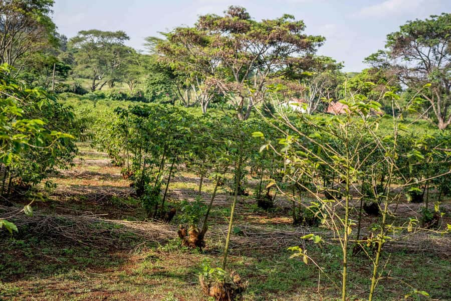 Nairobi: Guided Coffee Farm Tour with Tastings - Key points before you book