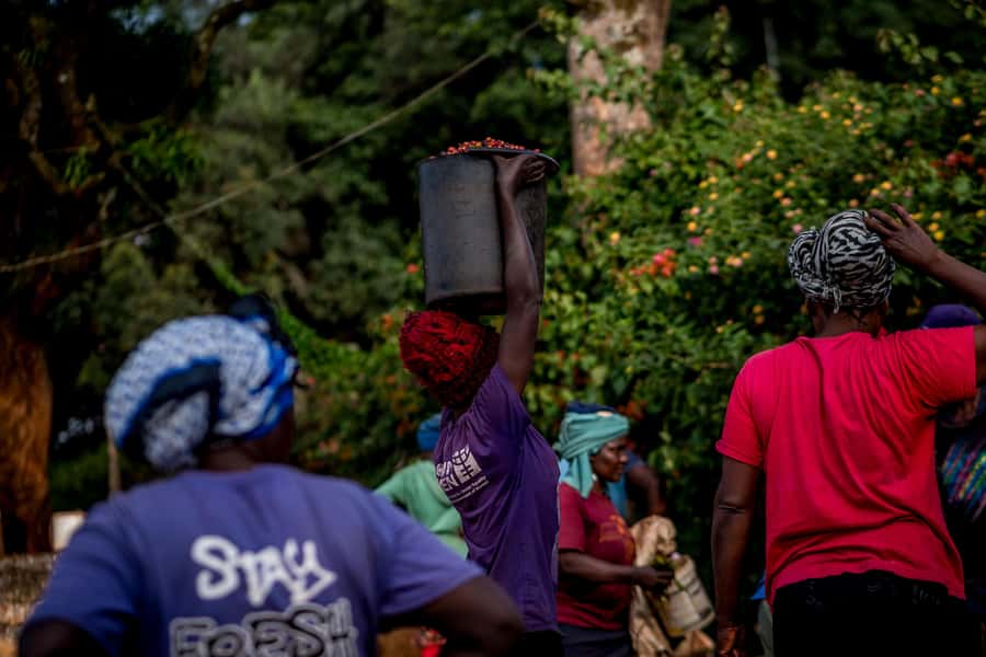 Nairobi: Guided Coffee Farm Tour with Tastings - Why this coffee tour is worth your morning