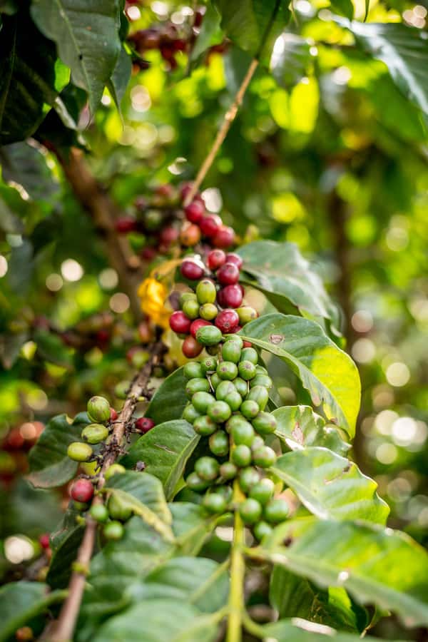 Nairobi: Guided Coffee Farm Tour with Tastings - Walking among coffee plants and meeting the growers
