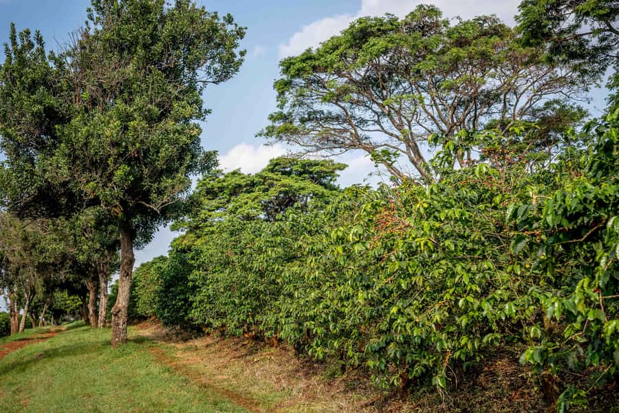Nairobi: Guided Coffee Farm Tour with Tastings - From coffee cherry to processing room