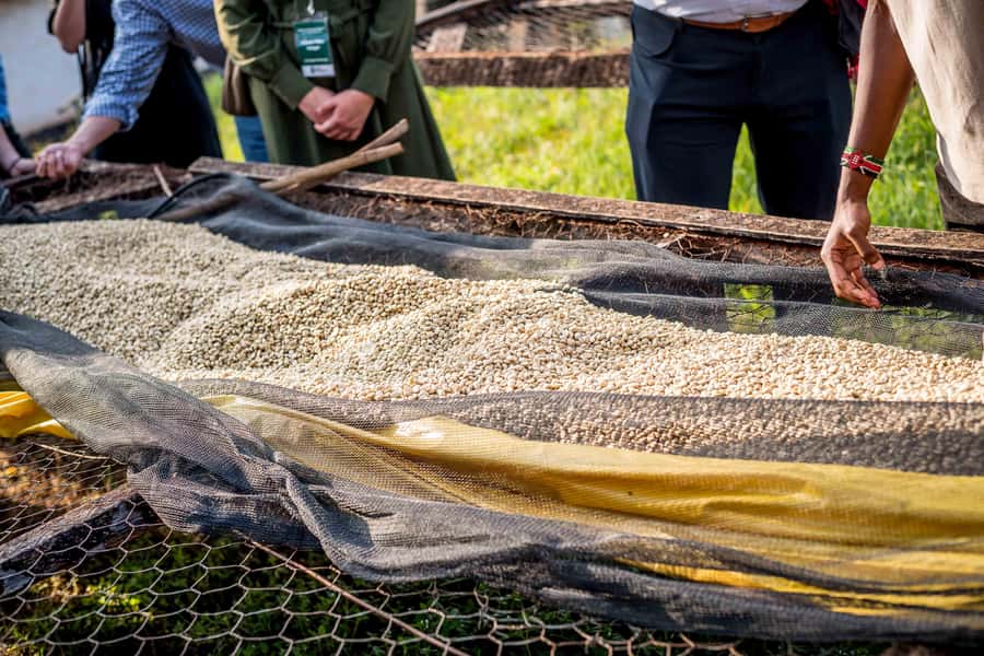 Nairobi: Guided Coffee Farm Tour with Tastings - Smell-the-coffee games and tasting different flavors