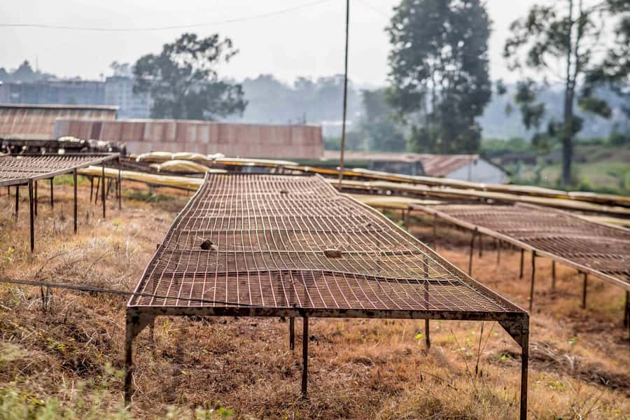 Nairobi: Guided Coffee Farm Tour with Tastings - Who will enjoy this most