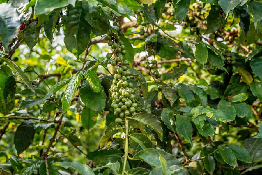 Nairobi: Guided Coffee Farm Tour with Tastings - Should you book the Nairobi coffee farm tour?