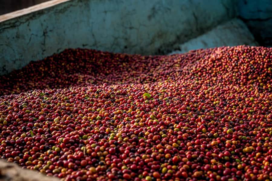 Nairobi: Guided Coffee Farm Tour with Tastings - The drive from Nairobi sets the tone