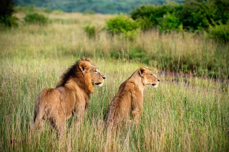 Nairobi: Half-Day Game Drive at Nairobi National Park - A safari inside Nairobi’s city limits