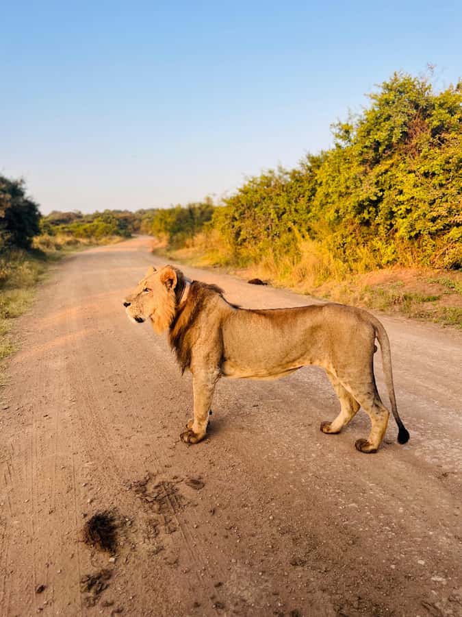 Nairobi: Half-Day Game Drive at Nairobi National Park - The 30 to 40-minute ride to the park