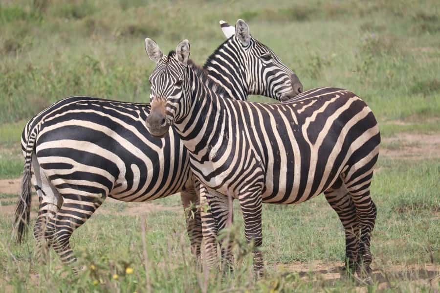 Nairobi: Half-Day Game Drive at Nairobi National Park - Four hours of searching from an open roof