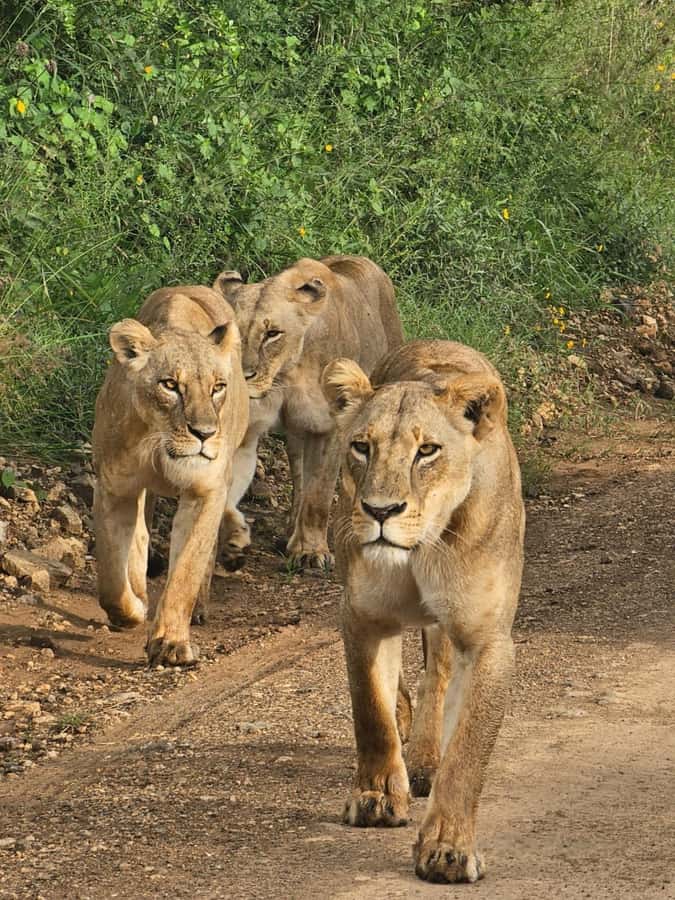 Nairobi: Half-Day Game Drive at Nairobi National Park - What you might see in the park