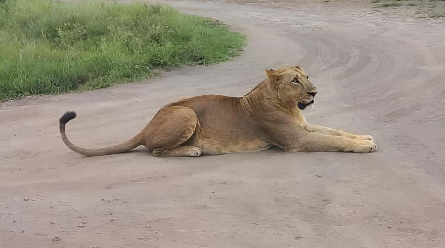 Nairobi: Half-Day Game Drive at Nairobi National Park - The Kazuri Beads Factory stop