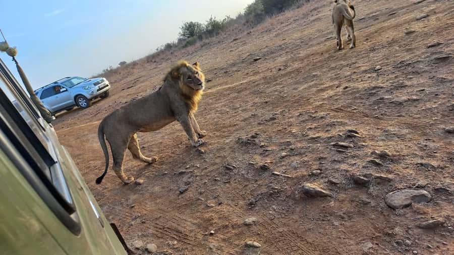 Nairobi: Half-Day Game Drive at Nairobi National Park - Comfort, clothing, and camera advice