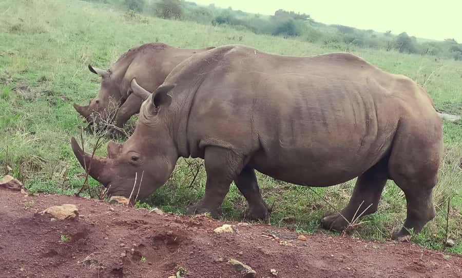 Nairobi: Half-Day Game Drive at Nairobi National Park - Who should book this half-day drive?