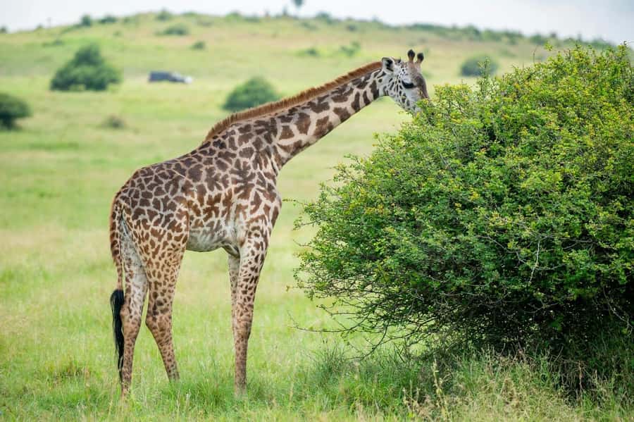 Nairobi: Half-Day Game Drive at Nairobi National Park - Entering through the monkey sightings