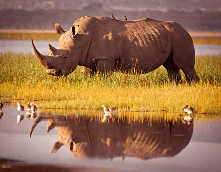 Nairobi: Half-Day Nairobi National Park Private Safari - Why Nairobi National Park makes a strong first safari