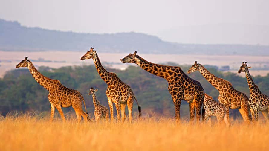 Nairobi: Half-Day Nairobi National Park Private Safari - Pickup from Nairobi or the airport