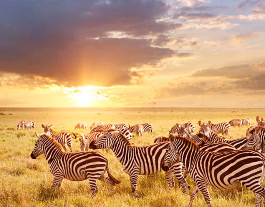 Nairobi: Half-Day Nairobi National Park Private Safari - Optional visits to giraffes and elephants