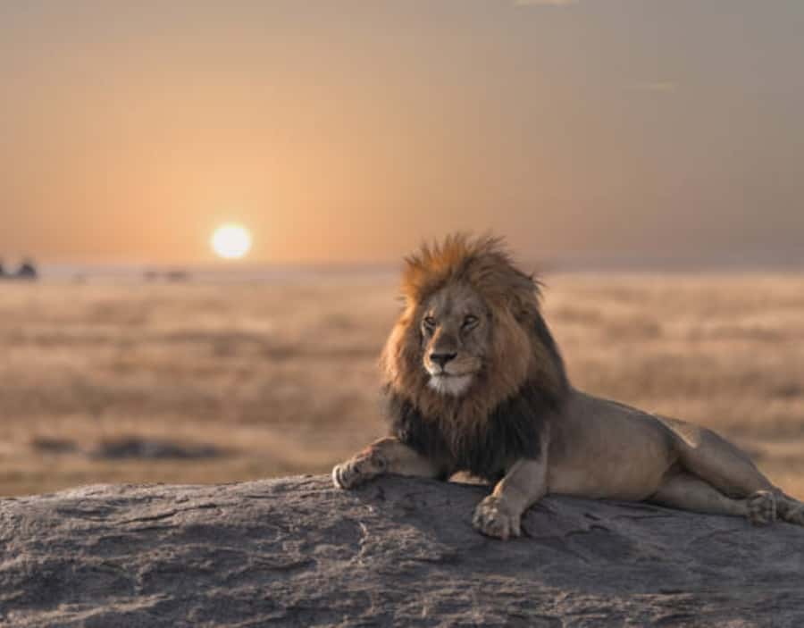 Nairobi: Half-Day Nairobi National Park Private Safari - Who will enjoy this safari most