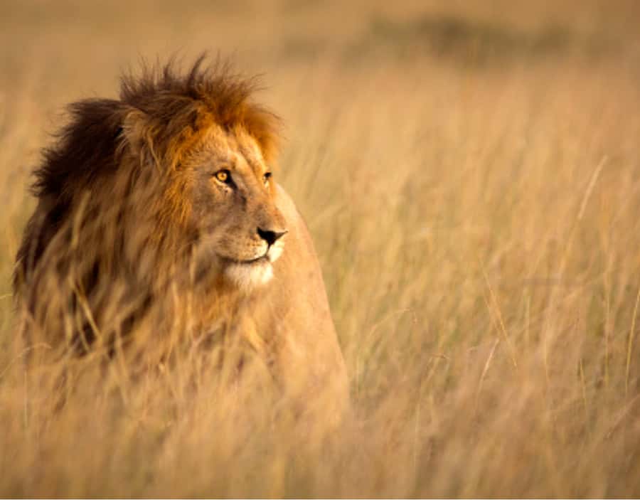 Nairobi: Half-Day Nairobi National Park Private Safari - Four to five hours among Nairobi’s wildlife