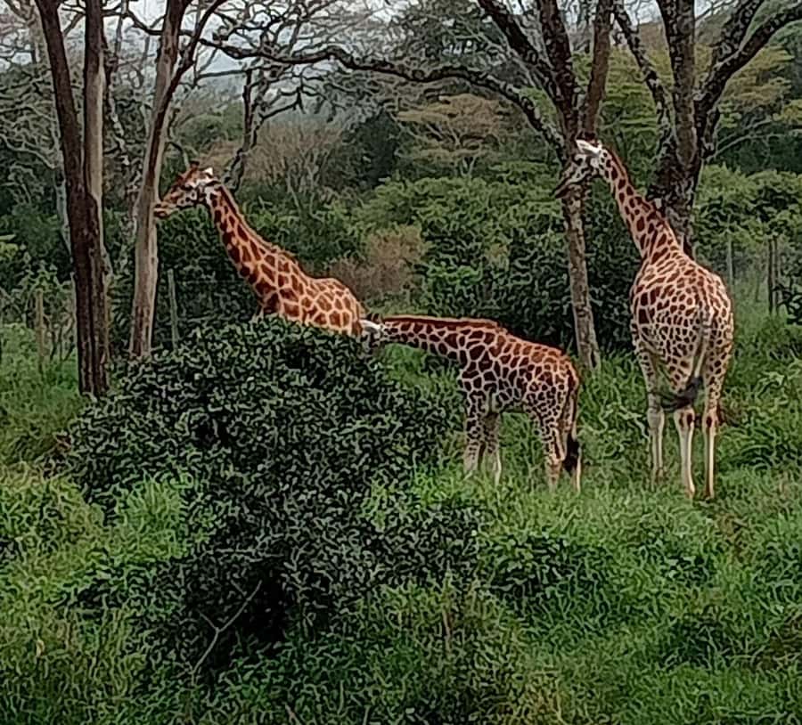 Nairobi: Hell's Gate National Park and Lake Naivasha Tour - The gorge walk and Hell’s Gate’s dramatic rock country