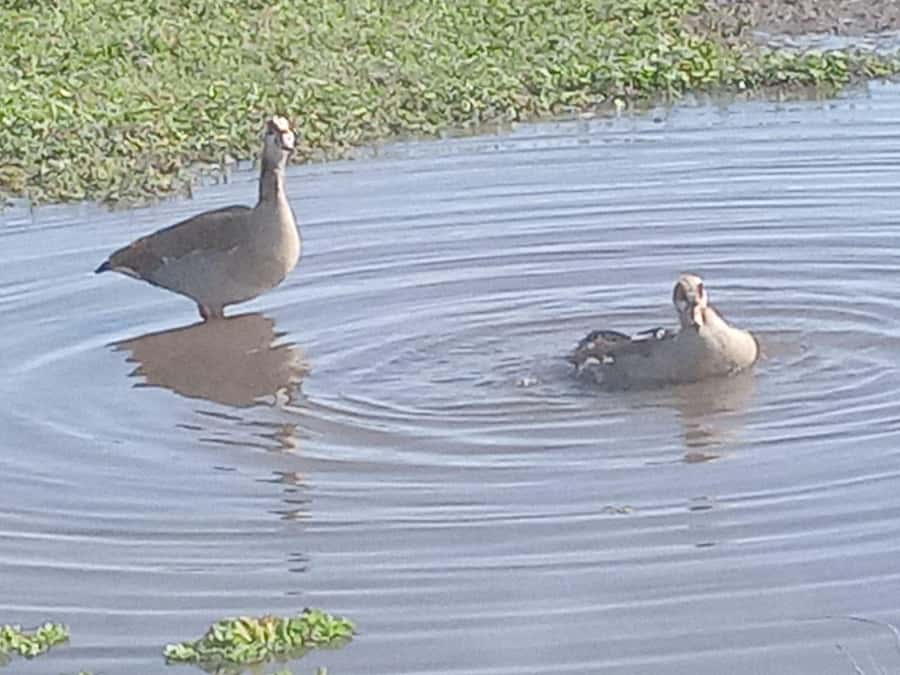 Nairobi: Hell's Gate National Park and Lake Naivasha Tour - Who should book this Nairobi day trip?