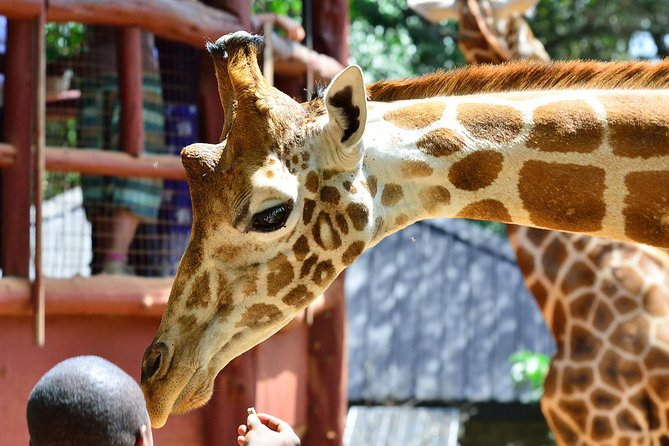 Nairobi Highlights: Karen Blixen, Beads Factory & Giraffe Center Day Tour - Starting at the Giraffe Centre