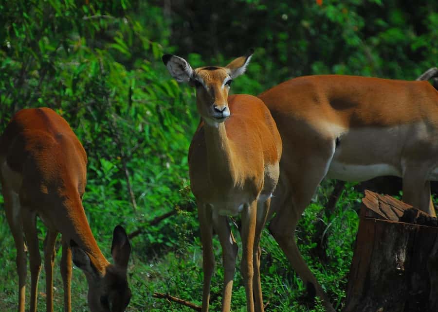 Nairobi: Karura Forest Guided Walking Tour - Following the Forest Trails
