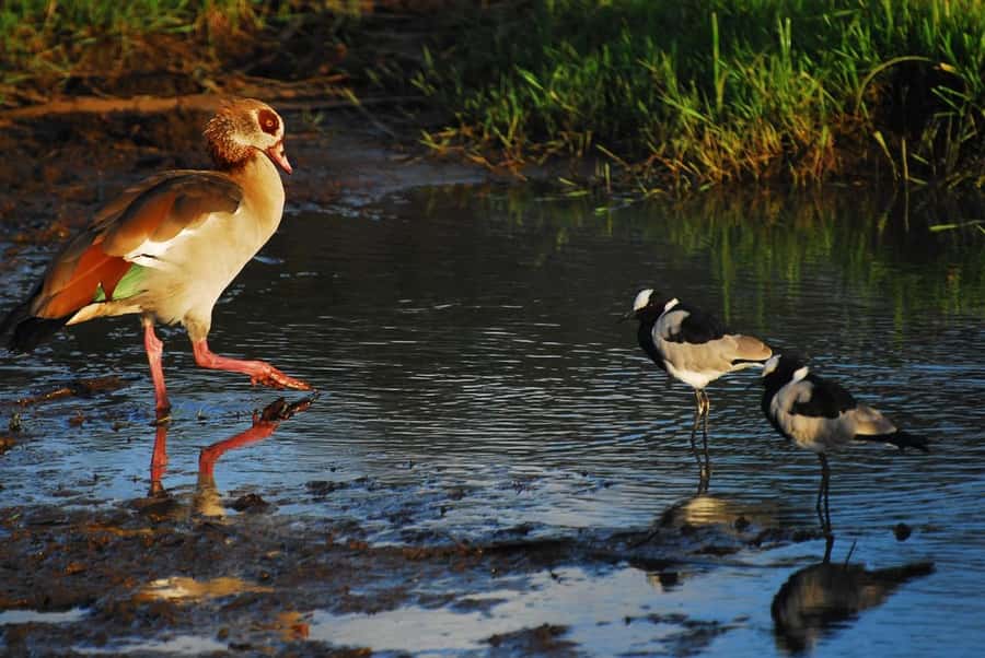 Nairobi: Karura Forest Guided Walking Tour - A Pause for Silence and Reflection