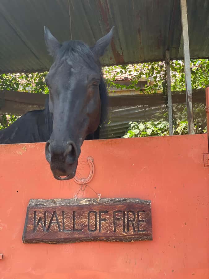 Nairobi: Karura Forest Horseback Riding Tour - Horses, helmets, and riding comfort