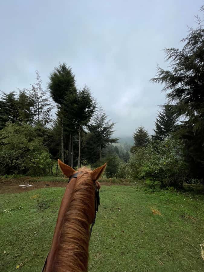 Nairobi: Karura Forest Horseback Riding Tour - Who will enjoy this Karura Forest ride?