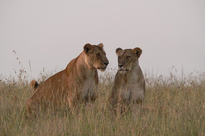 Nairobi layover - Why Nairobi National Park works for a layover