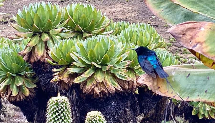 Nairobi: Mount Kenya Day Hike with Lunch - The 6 a.m. Departure From Nairobi