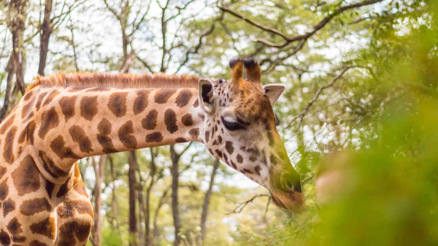 Nairobi: Museum, KICC, Giraffe Centre & Bomas of Kenya Tour - What the $69 price really covers
