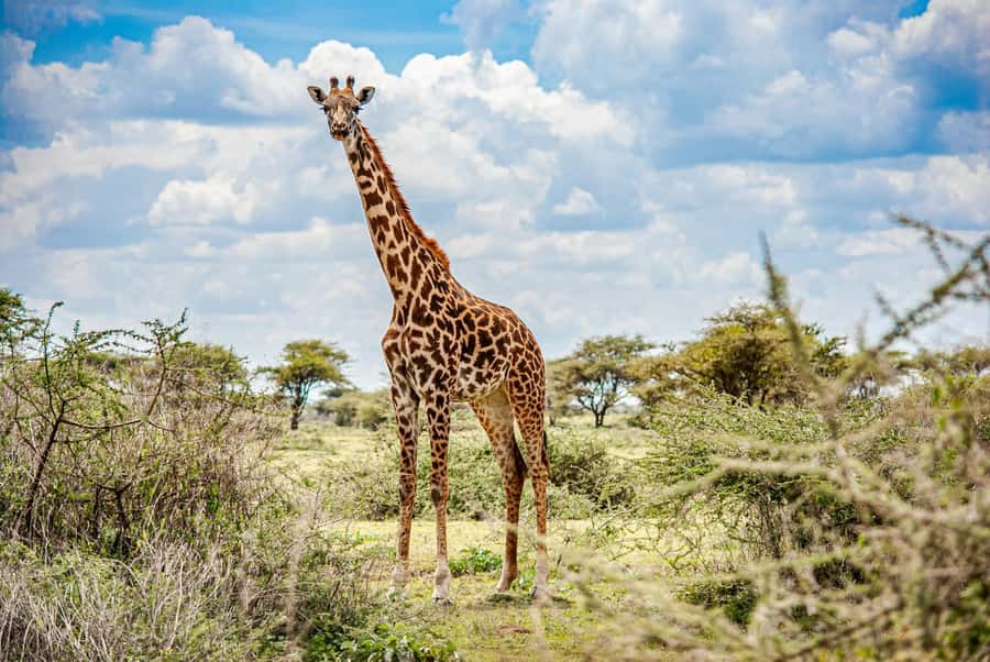 Nairobi : Nairobi National Park: 5- hours Guided Game Drive - Key points to know before booking