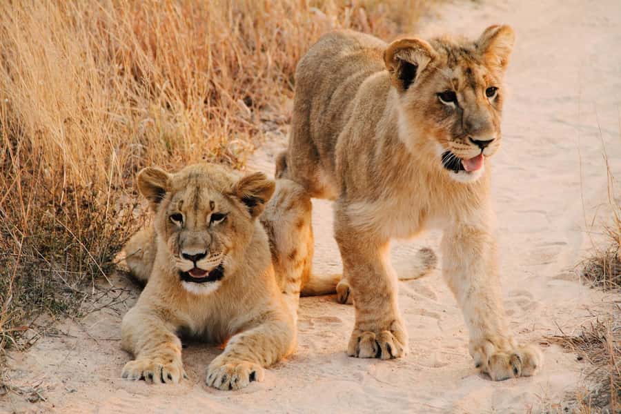 Nairobi : Nairobi National Park: 5- hours Guided Game Drive - Four hours under the pop-up roof