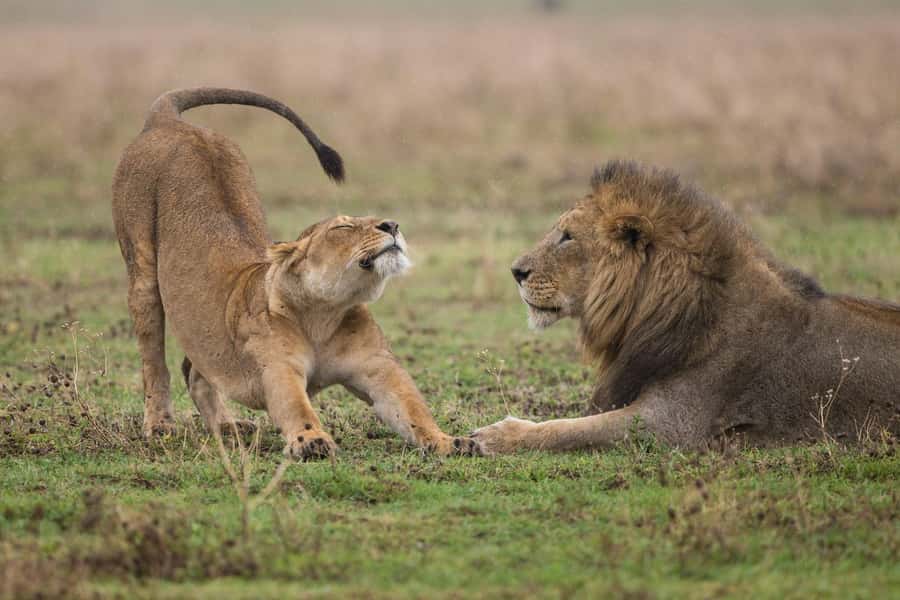 Nairobi : Nairobi National Park: 5- hours Guided Game Drive - Why the urban skyline adds real value