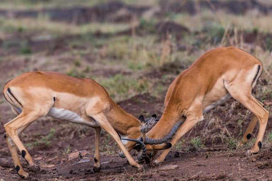 Nairobi : Nairobi National Park: 5- hours Guided Game Drive - What the $45 price really means