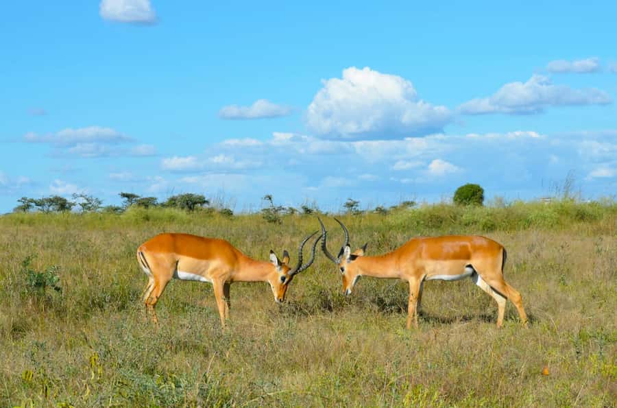 Nairobi : Nairobi National Park: 5- hours Guided Game Drive - Morning or afternoon: choosing the better departure