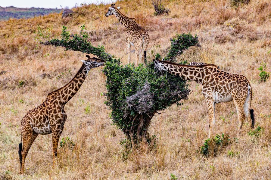 Nairobi : Nairobi National Park: 5- hours Guided Game Drive - Who will get the most from this tour