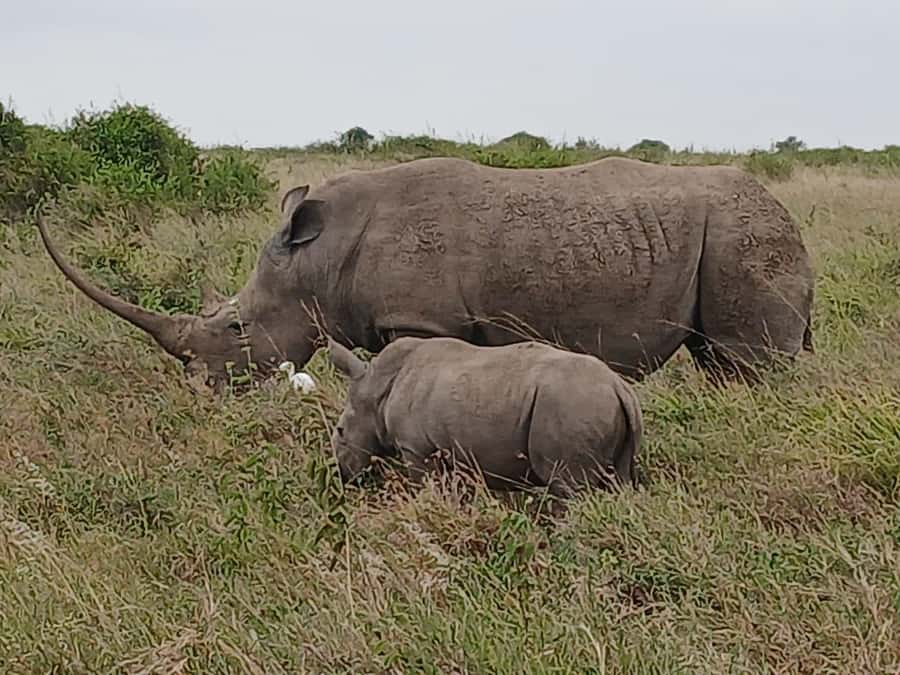 Nairobi : Nairobi National Park: 5- hours Guided Game Drive - Should you book this Nairobi National Park drive?