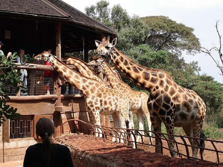Nairobi:Nairobi national park,David sheldrick,GiraffeCenter - Key points at a glance